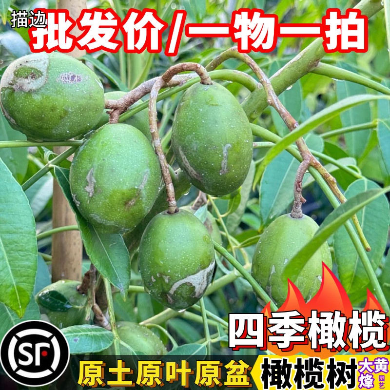 橄榄苗热卖正宗太平洋四季橄榄嫁接苗阳台庭院盆栽地栽果树苗