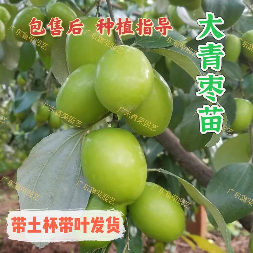 台湾大青枣果树苗脆蜜牛奶枣苗南方嫁接苗庭院四季水果苗当年结果