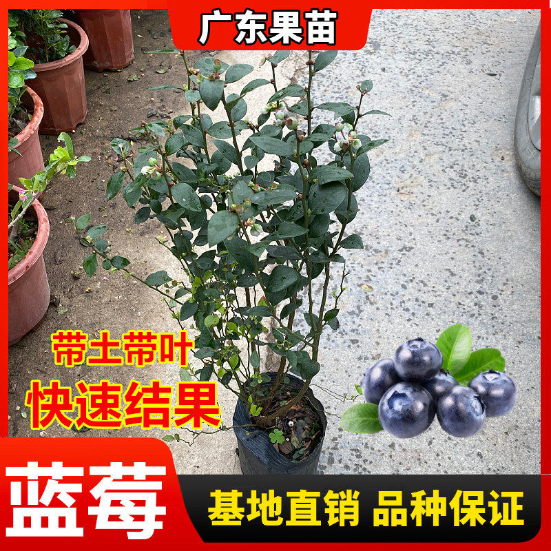 蓝莓果树苗四季水果盆栽地栽树特大蓝莓树苗南方北方种植当年结果