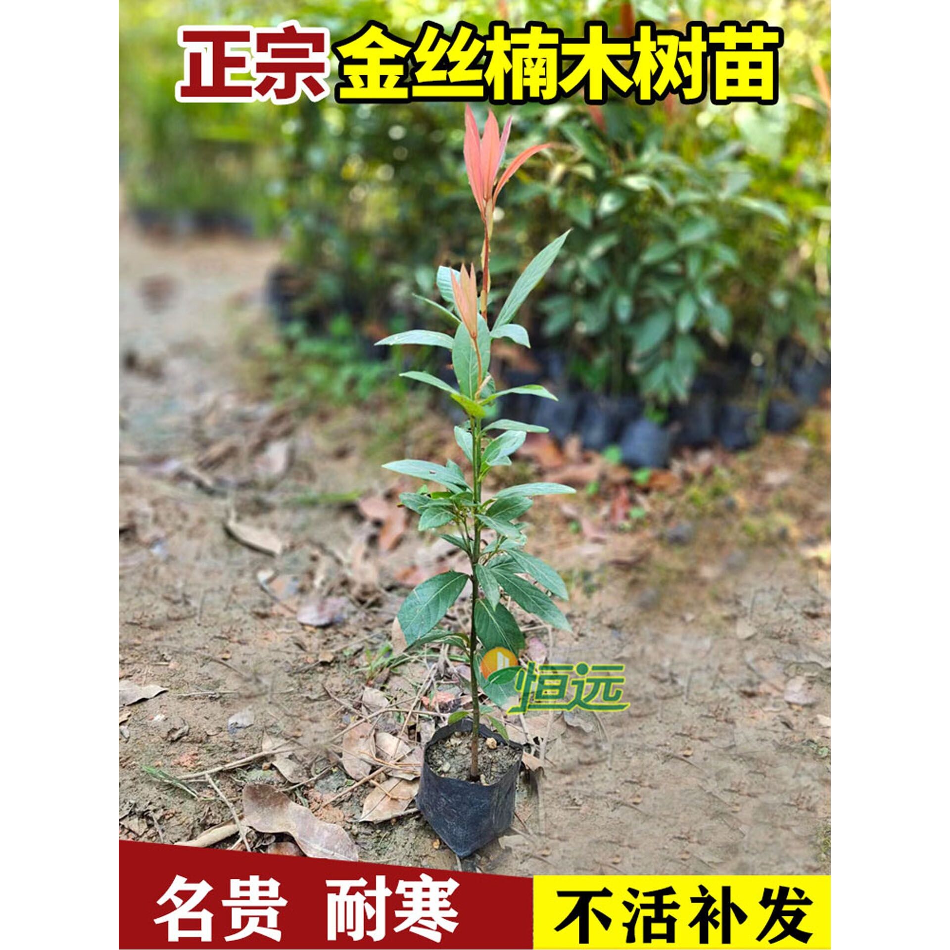 名贵金丝楠木树苗正宗四川金丝南木树苗小盆栽小叶桢楠大树金丝楠