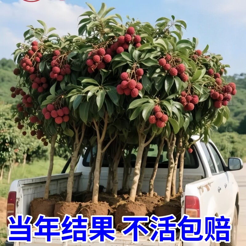 新款矮化嫁接荔枝树苗当爆果年荔枝桂味荔枝仙进奉南北方种植