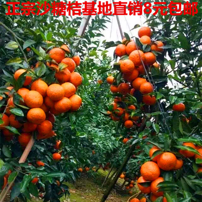 正宗无核沙糖桔苗嫁接果树苗皇帝柑 沃柑苗 潮州柑庭院盆栽柑橘苗