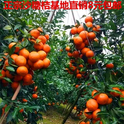 正宗无核沙糖桔苗嫁接果树苗皇帝柑 沃柑苗 潮州柑庭院盆栽柑橘苗