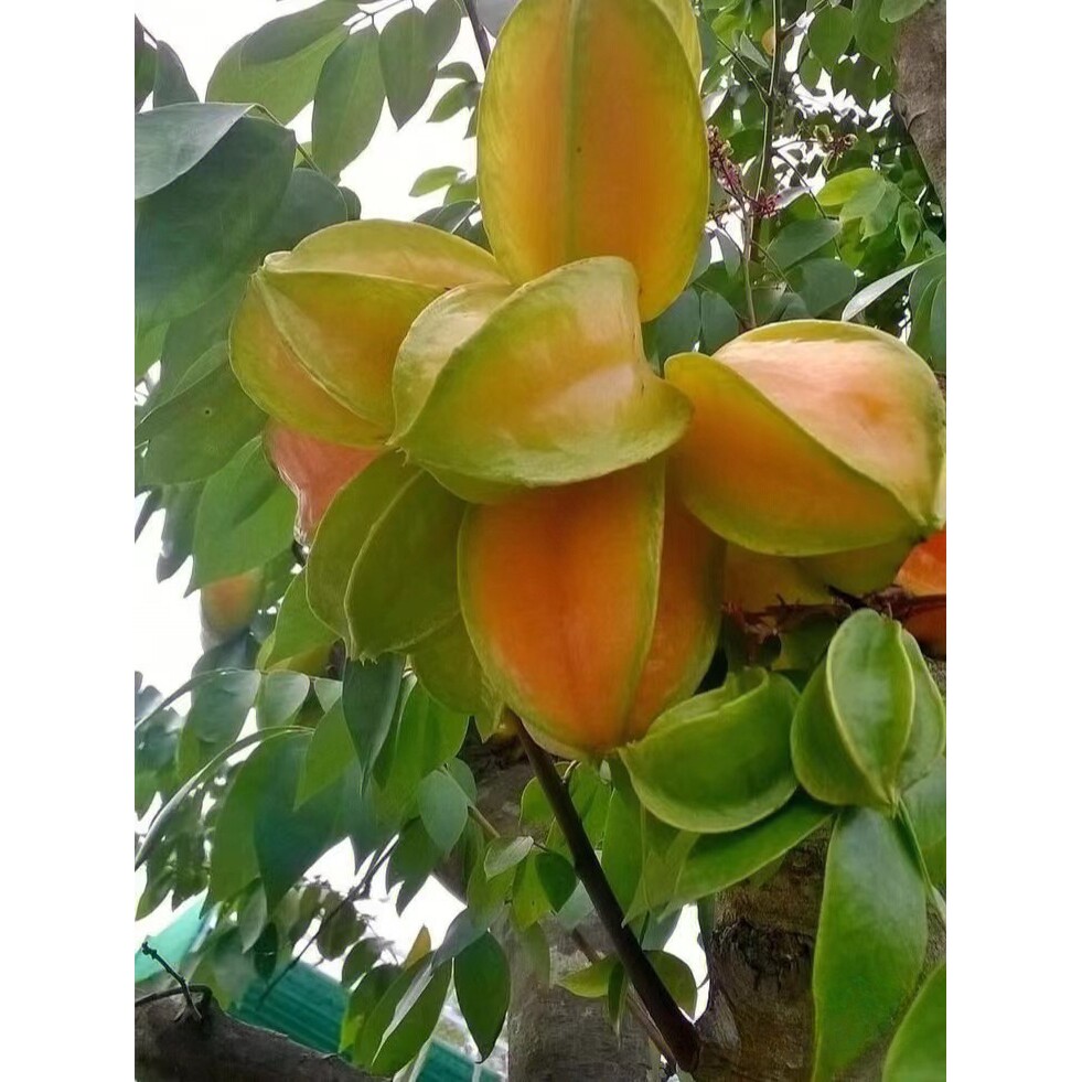 嫁接杨桃树苗台湾四季甜杨桃苗南方种植地栽盆栽当年结果甜红杨桃