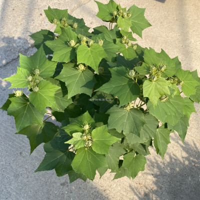 木芙蓉三醉芙蓉当年开花盆栽重瓣醉芙蓉花耐寒树苗变色室内外绿化