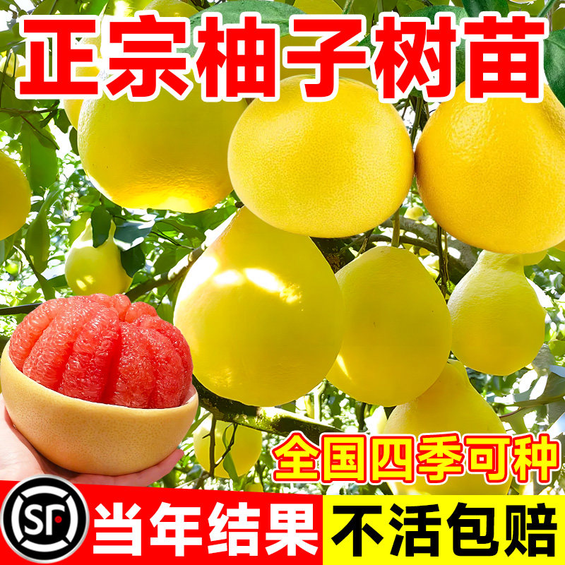 柚子树苗果树果苗红心蜜柚广西大沙田柚庭院嫁接南方种植水果葡萄