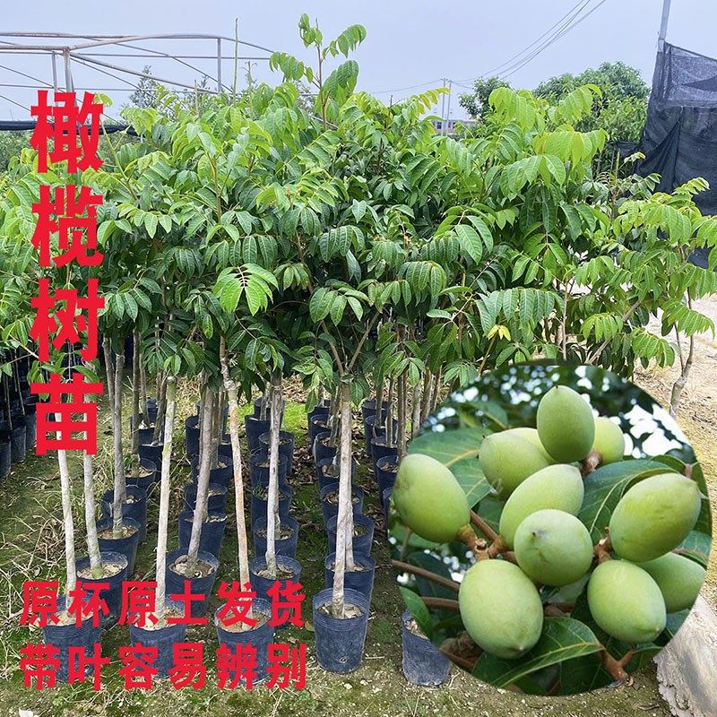 青橄榄正宗三捻橄榄苗水果树苗嫁接金玉三捻橄榄苗树苗带原土发货