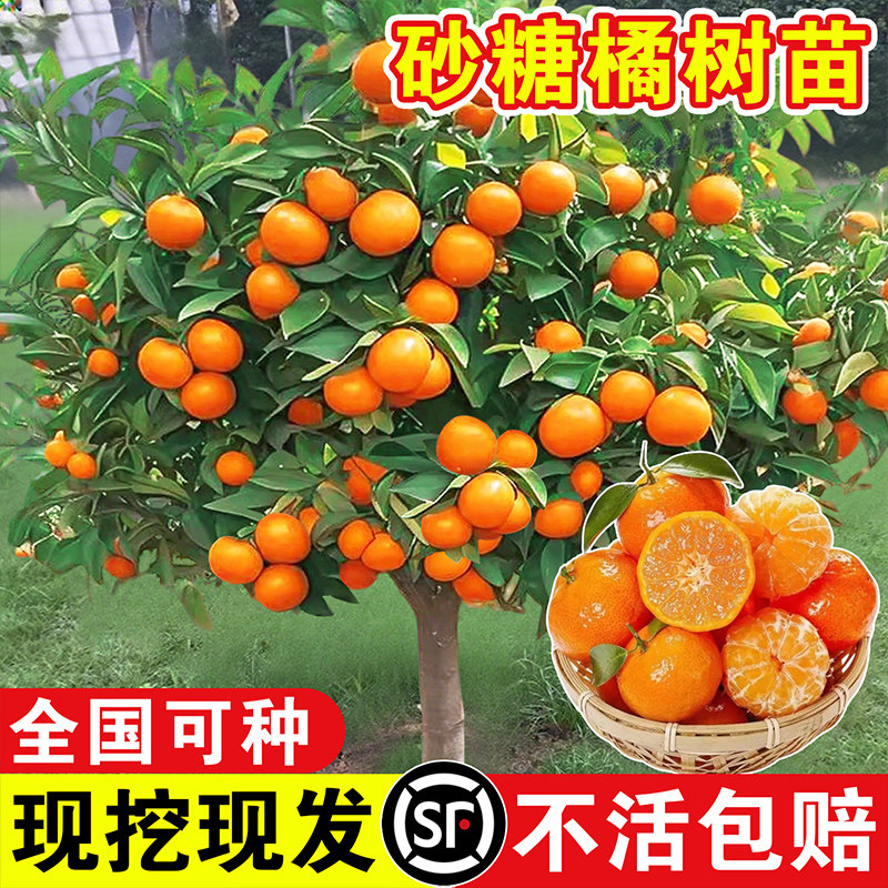 正宗广西砂糖橘树苗地栽盆栽沙糖桔种植橘子树苗嫁接果树果苗无核