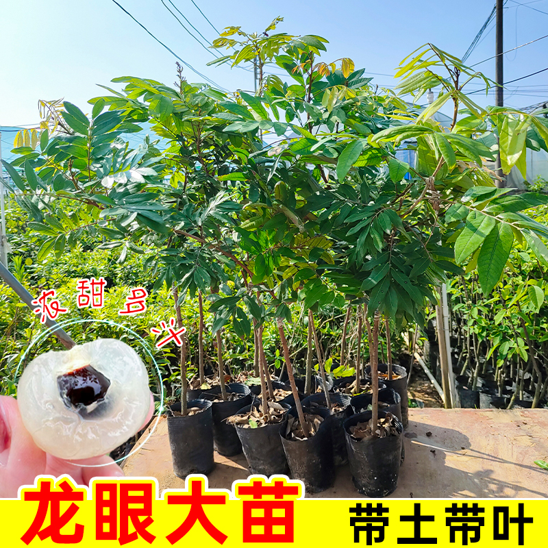 龙眼树苗嫁接盆栽地栽水果树苗石硖储良桂圆树苗四季种植当年结果