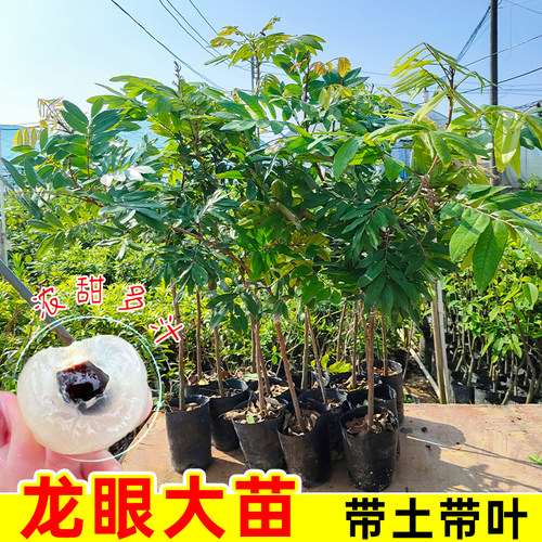 龙眼树苗嫁接盆栽地栽水果树苗石硖储良桂圆树苗四季种植当年结果