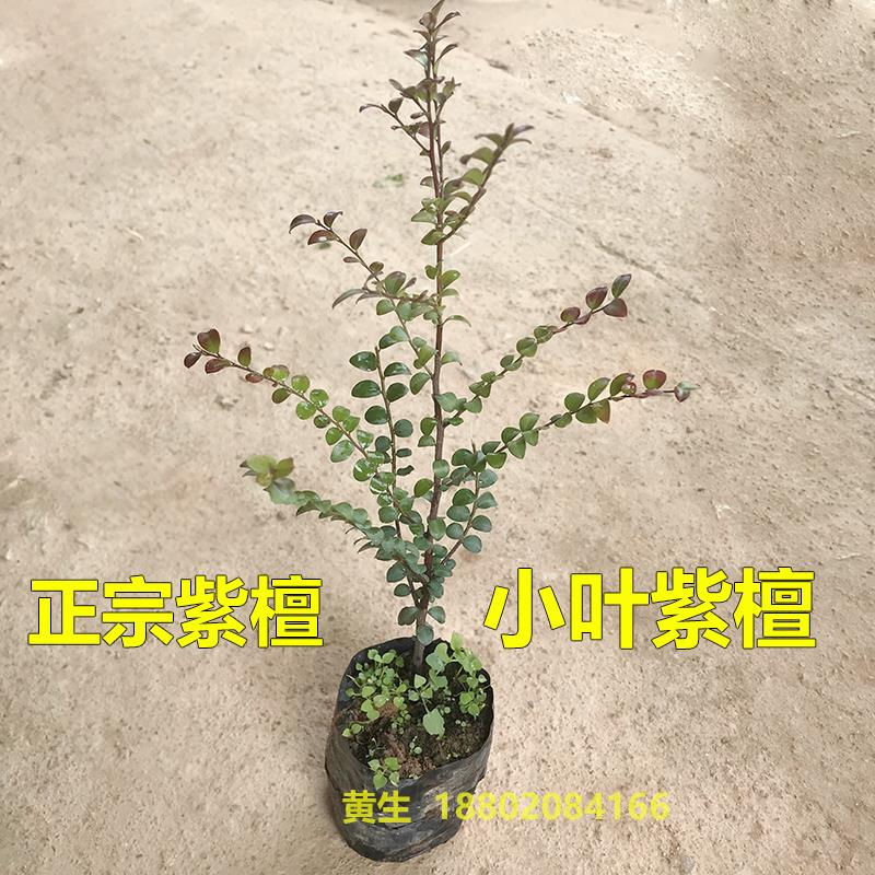小叶紫檀树苗名贵苗木正宗细叶紫檀树苗盆栽盆景四季常青观赏植物