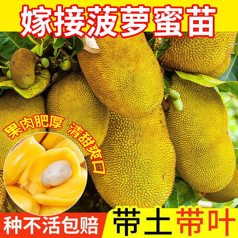 菠萝蜜树苗嫁接泰国干苞红肉菠萝蜜苗四季榴莲蜜树苗盆栽地栽种植