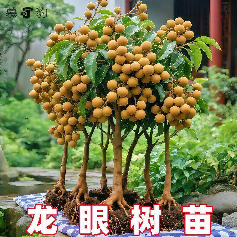 广东嫁接特大石硖储良龙眼树苗四季桂圆树苗庭院盆栽地栽当年结果