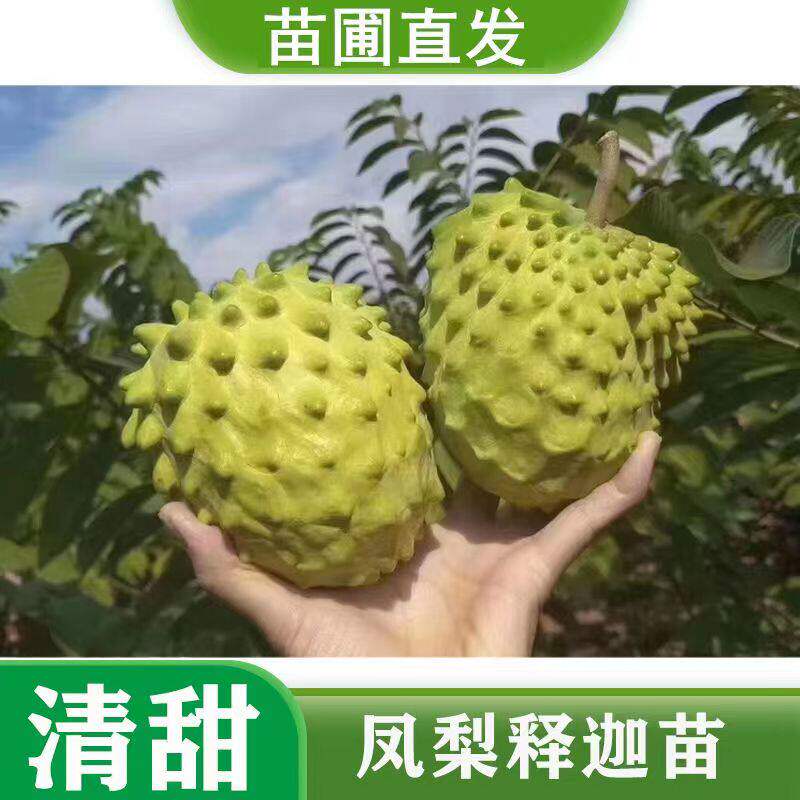 正宗凤梨释迦果树苗嫁接果苗台湾牛奶番荔枝红特大南方种植盆栽苗