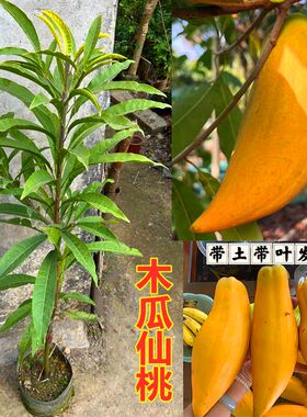 正宗海南耀堂蛋黄果苗树木瓜仙桃苗蛋黄果树苗水果树四季种植盆栽