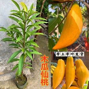 正宗海南耀堂蛋黄果苗树木瓜仙桃苗蛋黄果树苗水果树四季种植盆栽