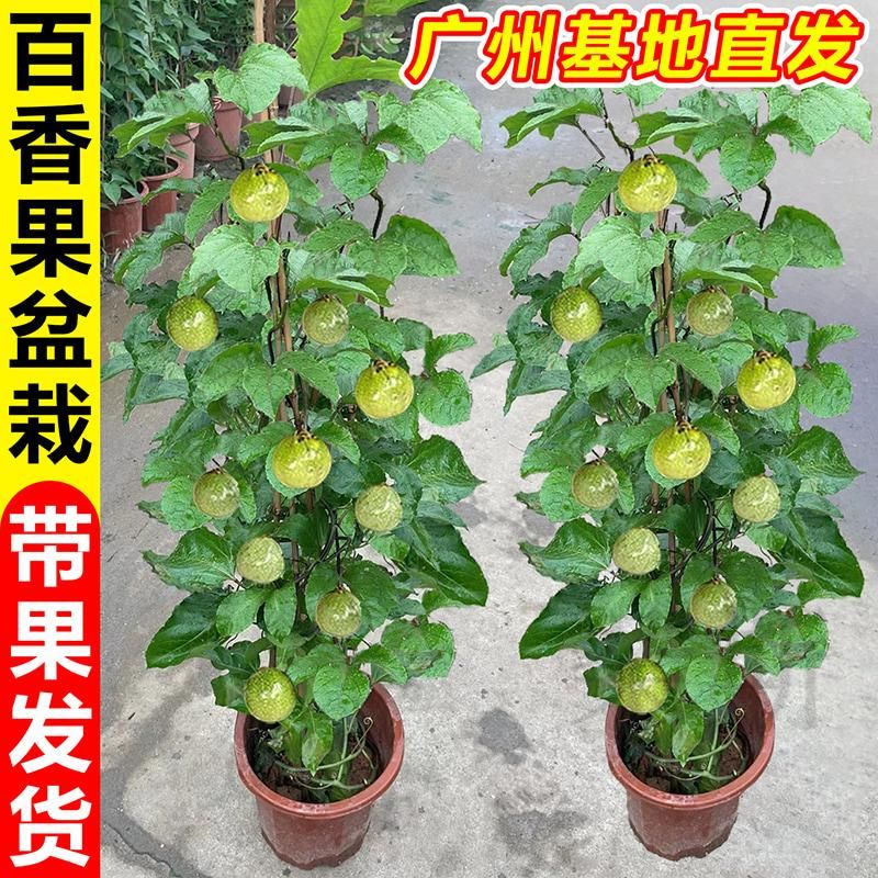 百香果盆栽带果阳台庭院爬藤植物黄金百香果水果树苗室内开花结果
