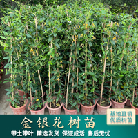 金银花树苗黄白金银花苗爬藤植物庭院阳台食用药用鸳鸯藤庭院开花