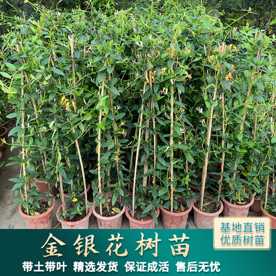 金银花树苗黄白金银花苗爬藤植物庭院阳台食用药用鸳鸯藤庭院开花