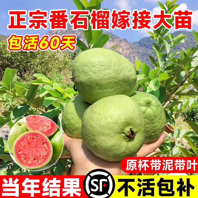 番石榴树果苗红心芭乐树苗室外庭院别墅地栽南北方种植四季果树苗