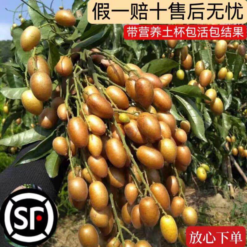 黑金刚黄皮苗郁南大鸡心无核冰糖良种嫁接苗南北方庭院果树果苗