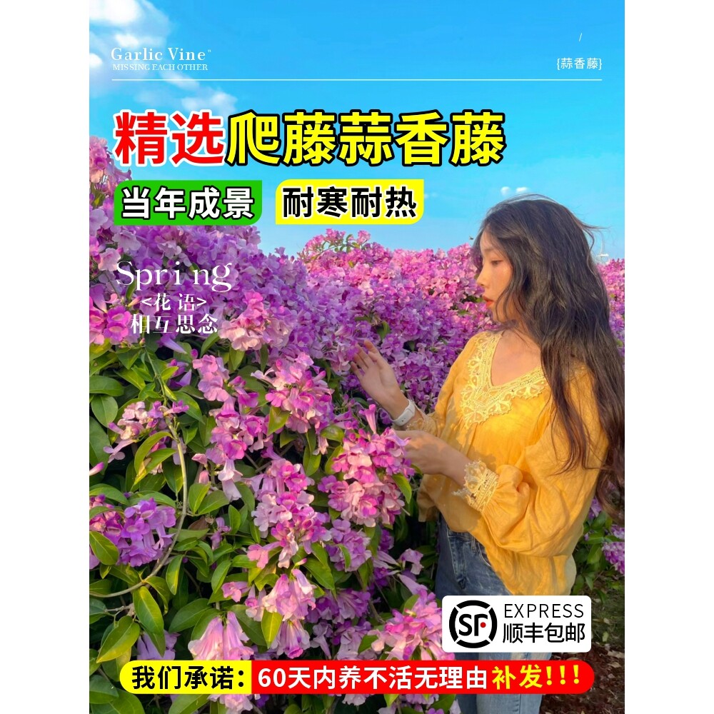 蒜香藤花苗带花紫铃藤爬藤植物盆栽庭院阳台耐寒花卉绿植多季开花