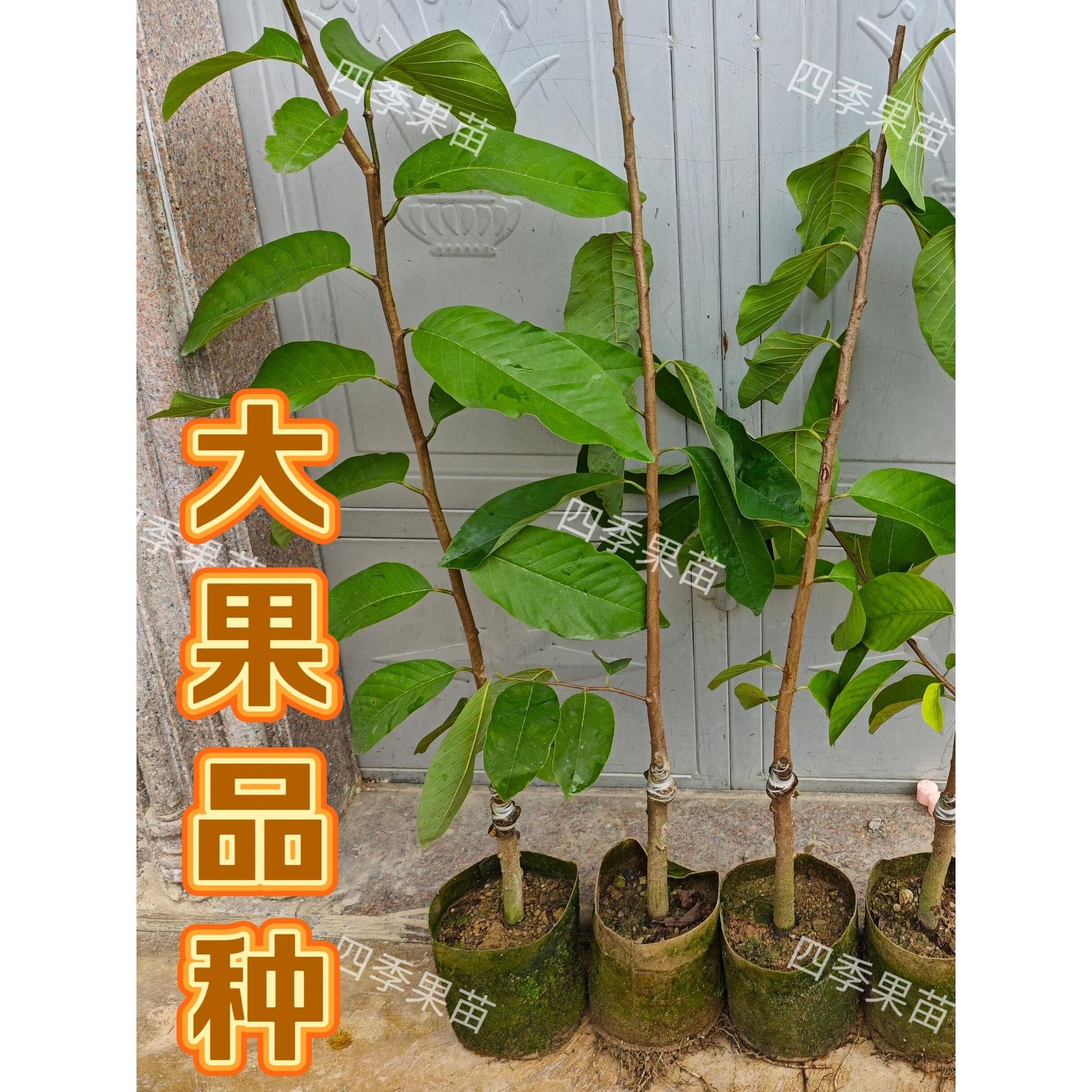 带花发货AP释迦果台湾凤梨释迦果树果苗嫁接树苗南方种植当年结果