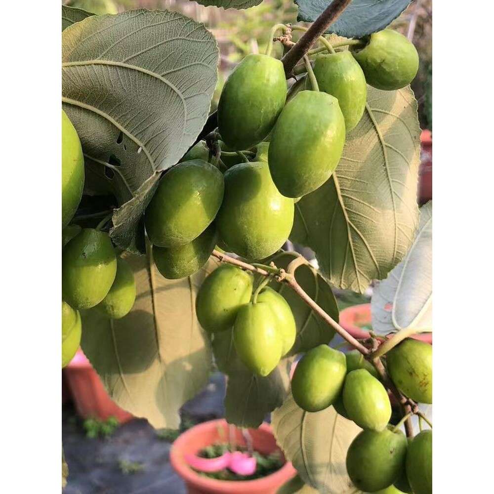 青枣苗热卖台湾大果青枣树果子脆甜当年开花结果阳台庭院盆栽树苗