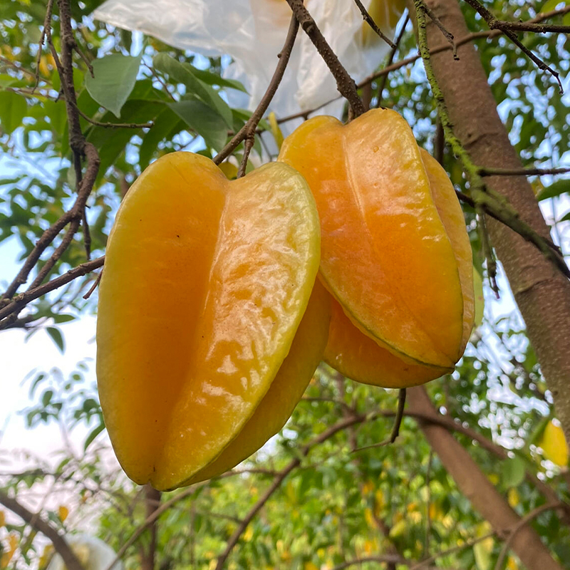 【纯甜】杨桃树果苗嫁接苗四季结果甜杨桃盆栽果树苗南方种植地栽