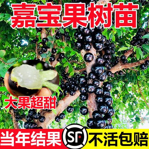嘉宝果果树苗基地直销不活包赔