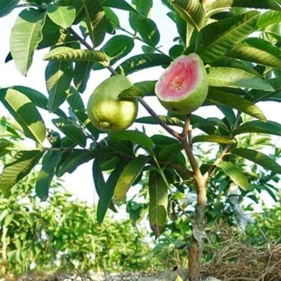 四季番石榴红心芭乐嫁接苗珍珠白西瓜红心红宝石庭院大果南方种植