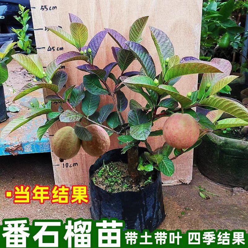 胭脂红番石榴树苗四季结果嫁接苗红心芭乐番石榴果树盆栽带土