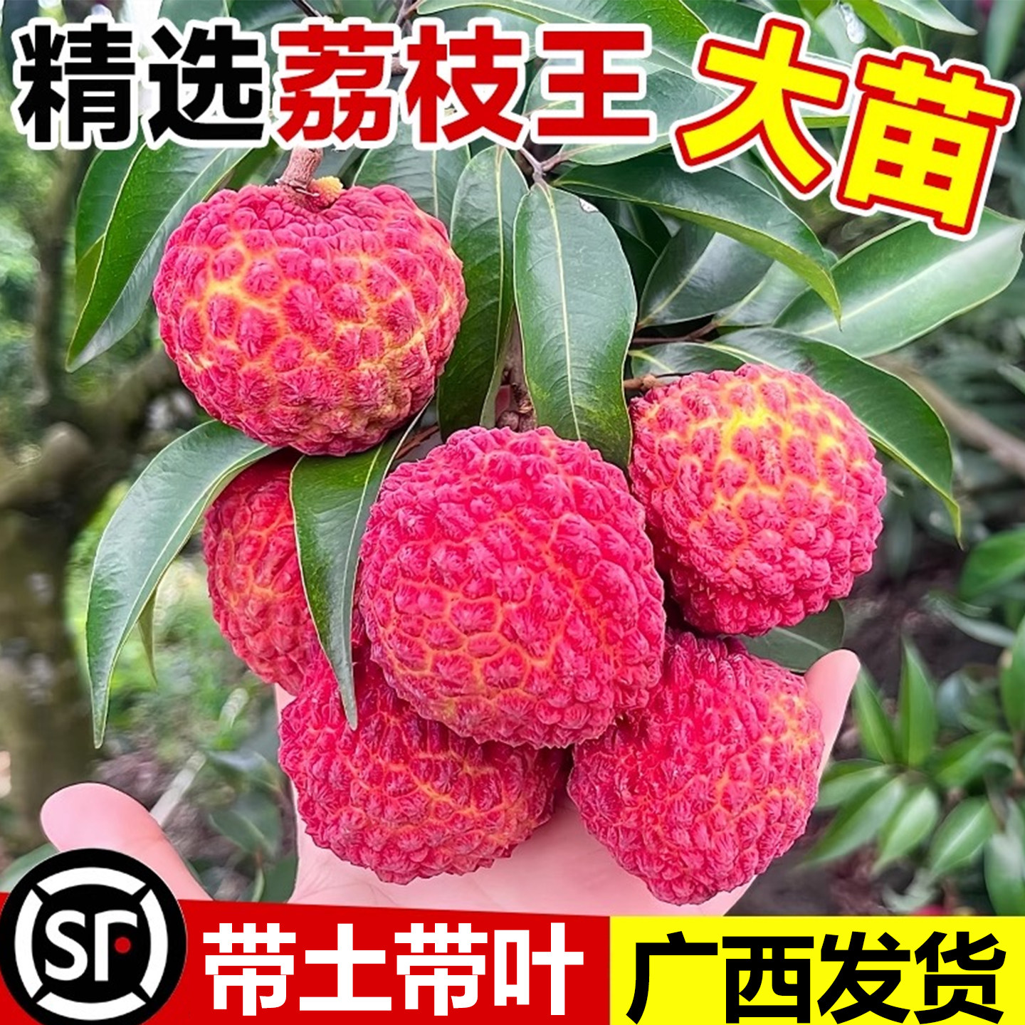 荔枝王荔枝树苗无核妃子笑冰荔嫁接阳台庭院盆栽地栽南北方大果树