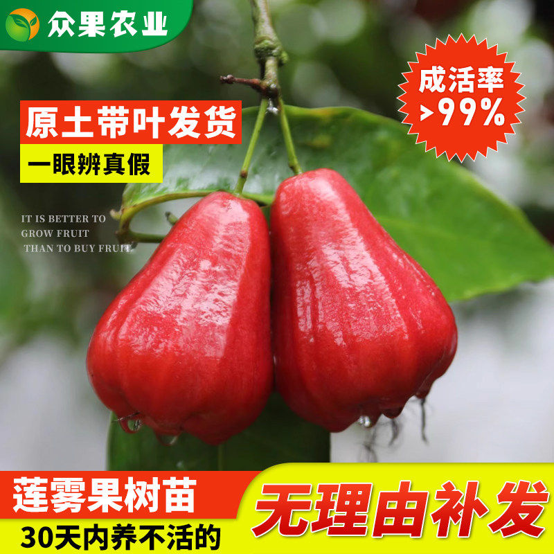 莲雾树苗黑糖芭比莲雾果苗盆栽黑金刚大叶红南北方地栽四季可种植
