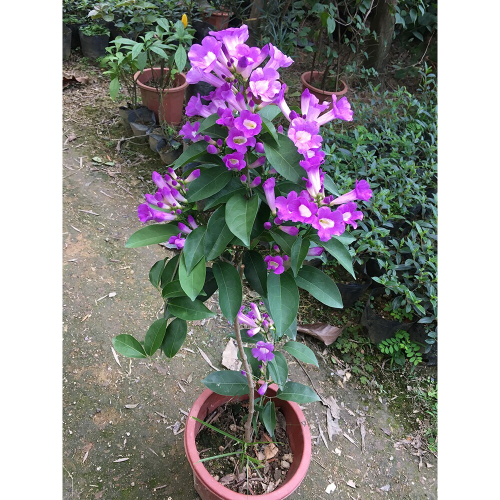 包邮蒜香藤苗攀援爬藤植物紫铃藤庭院藤本花卉时间推移花逐渐变色