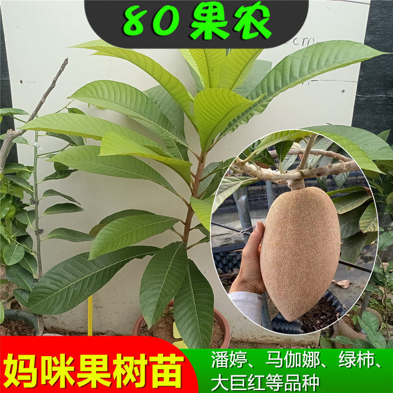 妈咪果苗 马梅果 麻美果绿柿奇蜜果 潘婷 马珈娜 麻美果嫁接苗