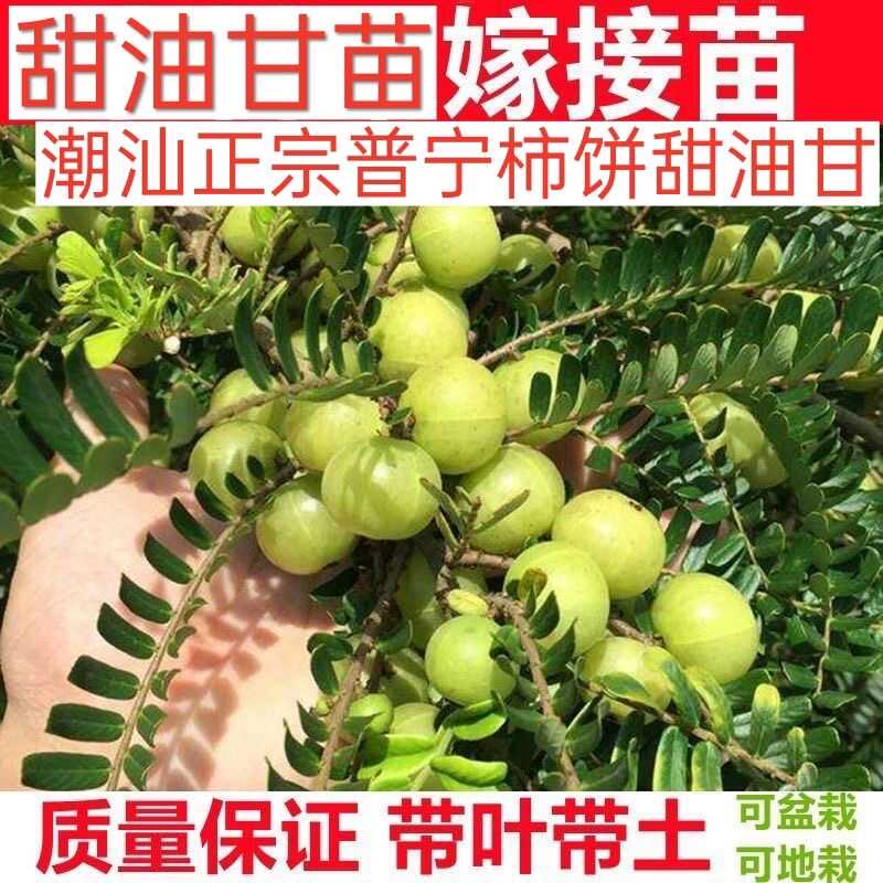 油甘果苗 潮汕嫁接崩坎狮头甜种油甘苗 柿饼甜油甘果树苗四季结果