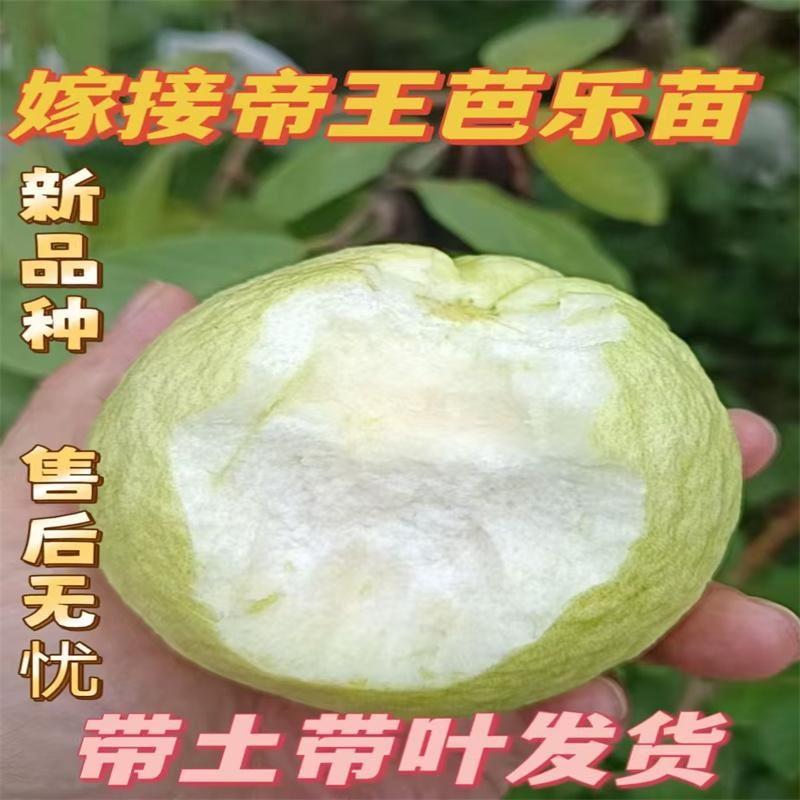 大果白心番石榴苗帝王芭乐果苗新品种粉红蜜少籽红心果树苗红宝石