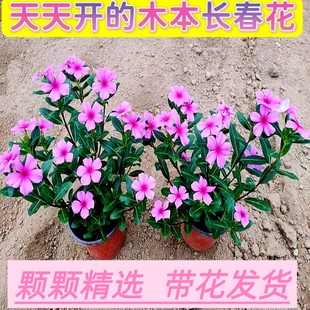长春花盆栽带花苞日日春五叶梅四季开花耐热耐旱阳台庭院多年生