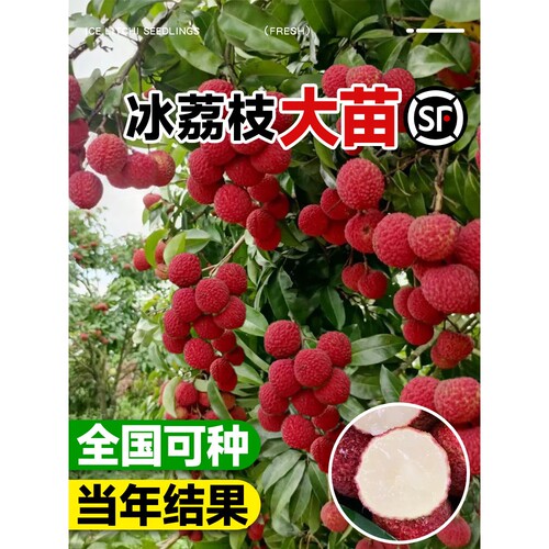 冰荔枝树苖果树妃子笑嫁接果苗盆栽糯米糍仙进奉无核荔枝庭院地栽