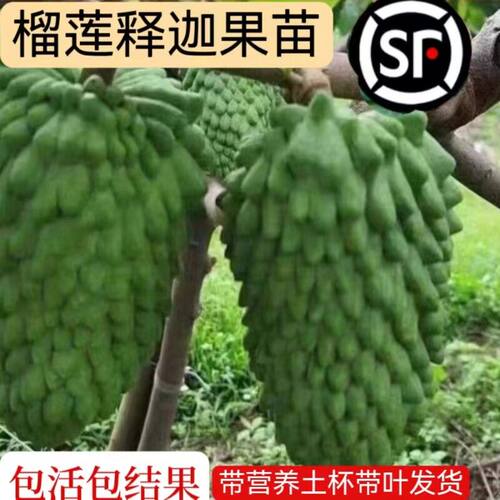 释迦苗新品榴莲释迦番荔枝佛陀佛头果嫁接苗阳台庭院盆栽地栽树苗