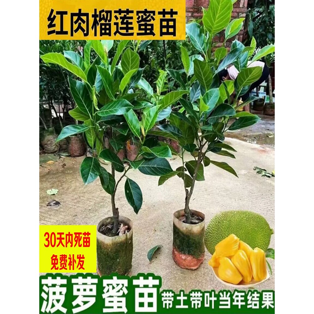 正品抗寒高产嫁接榴莲蜜树苗印尼红干包红肉菠萝果苗南方种植四季