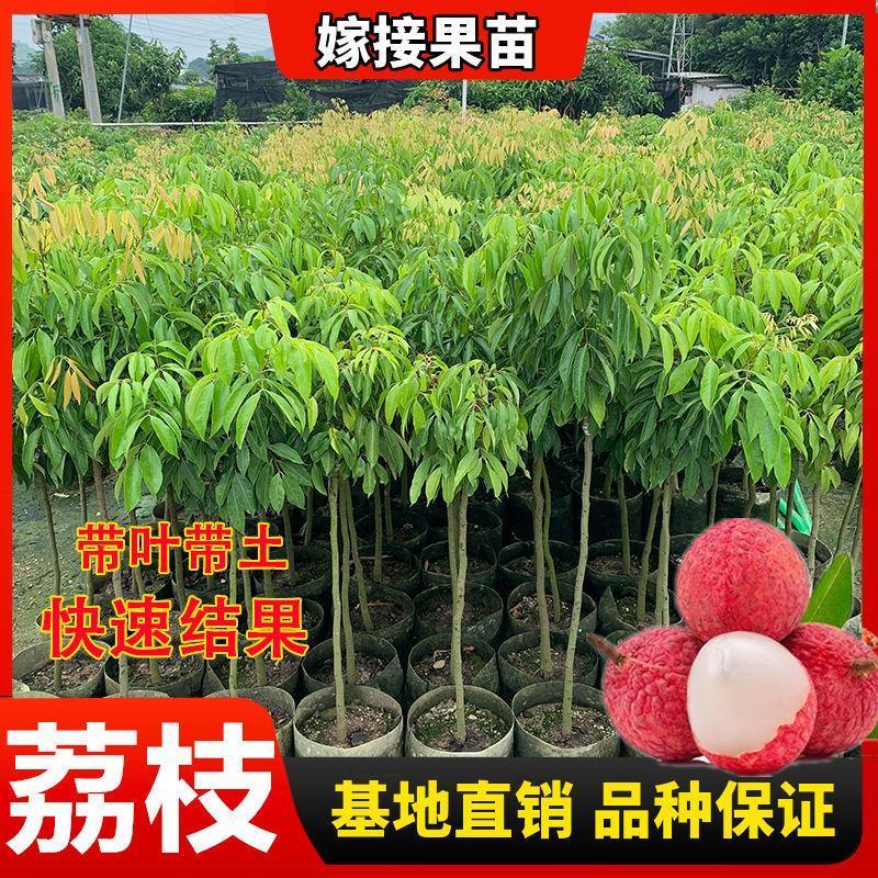 【原土杯苗】重庆荔枝树苗嫁接苗妃子笑仙进奉桂味无核荔枝果树苗