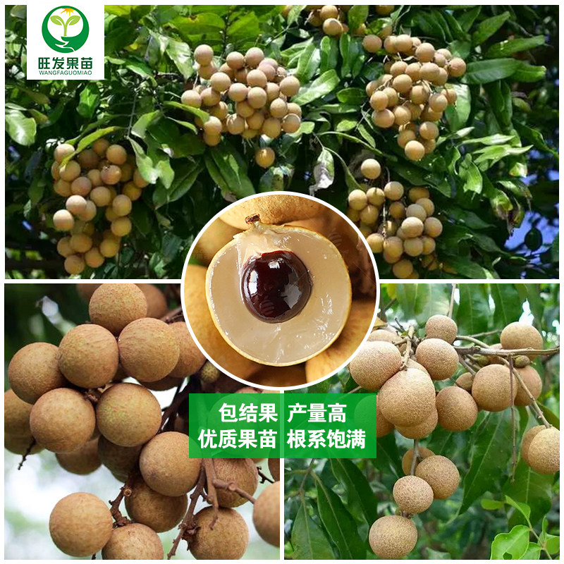 石硖龙眼树苗 果大龙眼树苗嫁接龙眼树苗桂圆树苗龙眼苗