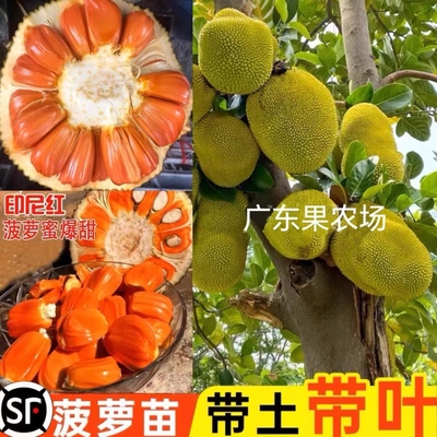 菠萝蜜树树苗嫁接印尼红肉泰国干苞海南四季榴莲蜜木菠萝蜜果树苗