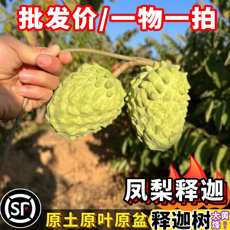 释迦果苗树台湾凤梨释迦番荔枝嫁接苗当年结果南方盆栽大黄蜂园艺