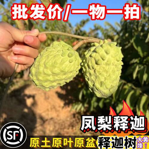 释迦果苗树台湾凤梨释迦番荔枝嫁接苗当年结果南方盆栽大黄蜂园艺