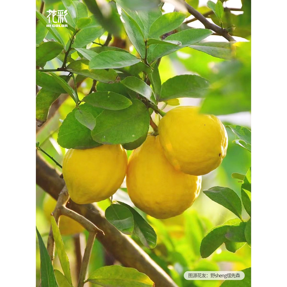 花彩香水柠檬树盆栽花叶柠檬棒棒糖庭院阳台种植耐热易活果香浓郁