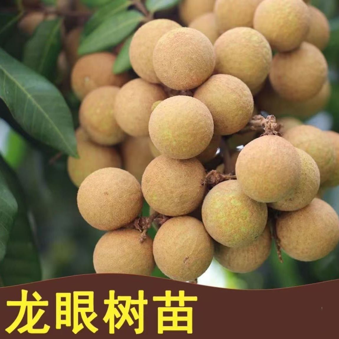 龙眼树苗四季大龙眼苗盆栽地栽石硖阳台庭院种植储良桂圆果树苗