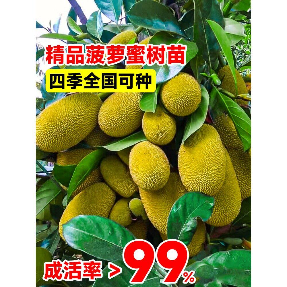 菠萝蜜树树苗嫁接果树海南四季种植果苗耐寒干包庭院盆栽当年结果